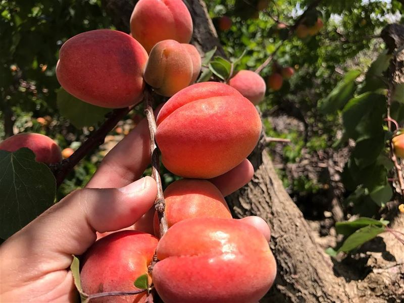 C'est la saison 😋🍑🍑 abricots Zahliotes 😋😋 livelovefood ...