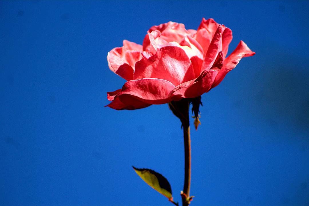 “C’est le temps que tu as perdu pour ta rose qui fait ta rose si... (Foyer Champagnat - Faraya)