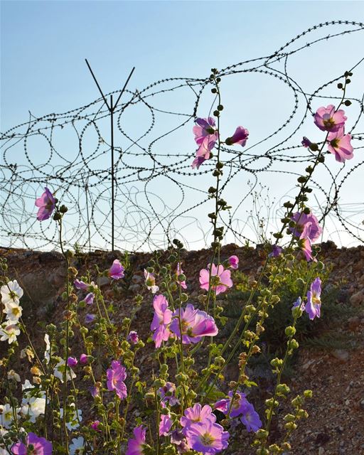 🌸 C O N T R A S T ⛔....I took this near a military outpost and was... (Beirut, Lebanon)