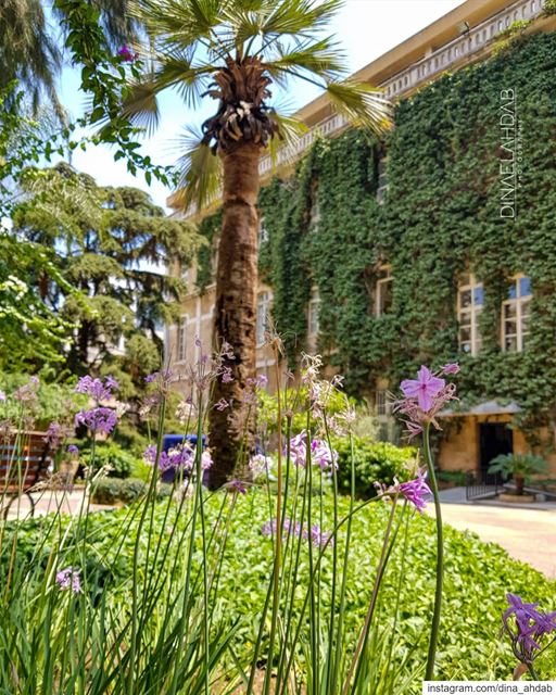 Ça recommence... 🌸@usjliban_________________________ nature ... (Université Saint-Joseph de Beyrouth - USJ)