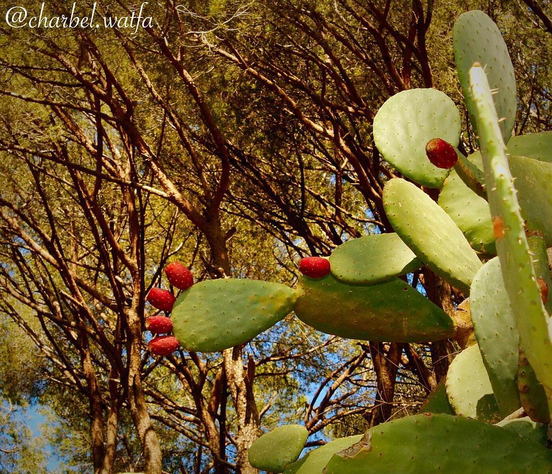 Cactus of  Lebanon fruit  fruits  nature  sky  sun  summer  flowers ...