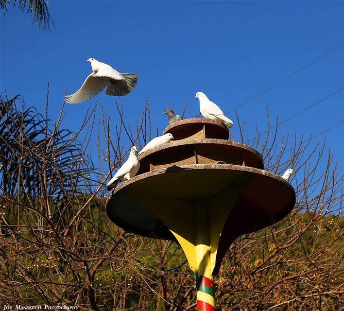 Caged birds accept each other but flight is what they long for.  dove ...