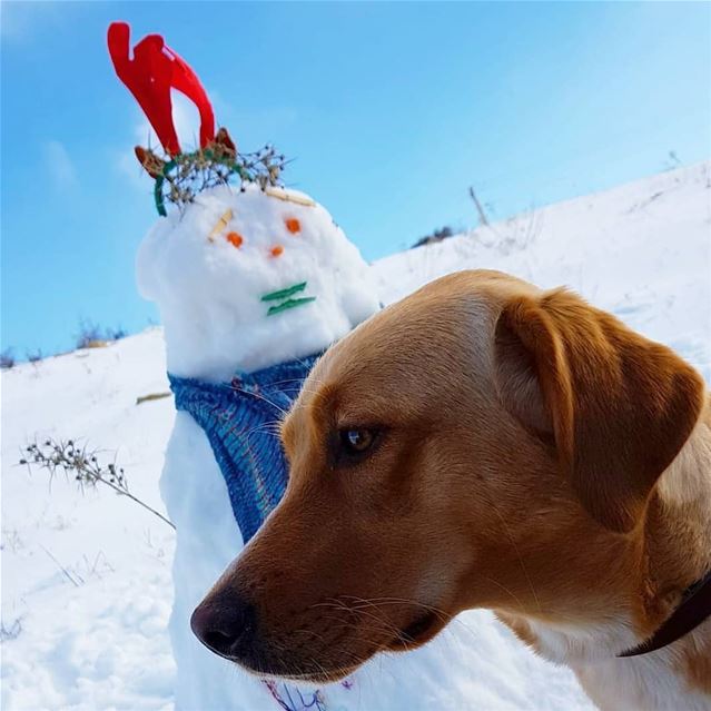 ⛄🐕@call.me.gypsy  labrador  puppy  dog  gypsy  dogsofinstagram ...