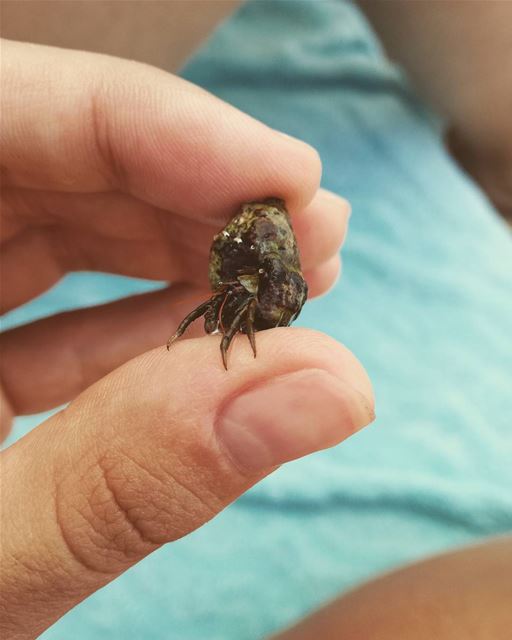 Call me the hermit crab's hunter🐚⛱️☀️🎣  beach  sea  hunter  socute ...