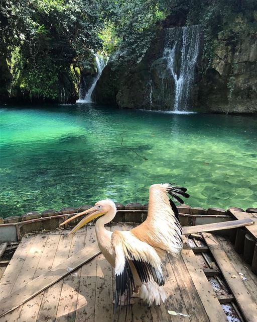 Came across this beautiful waterfall on our Hike today❤🇱🇧  myhomeland ... (Baakline, Mont-Liban, Lebanon)