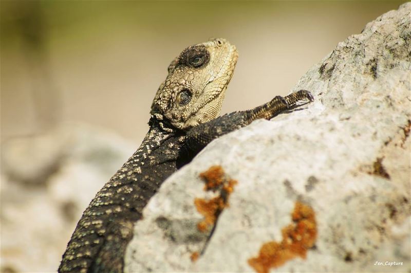 Caméléon••• cameleon  lebanese  arab  Lebanon  lebanonspotlights ... (Tannourine - Balou' Balaa)