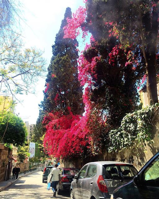 Caminhada matinal na agradável e arborizada Rue Huvelin, fotografada por... (Rue Huvelin)