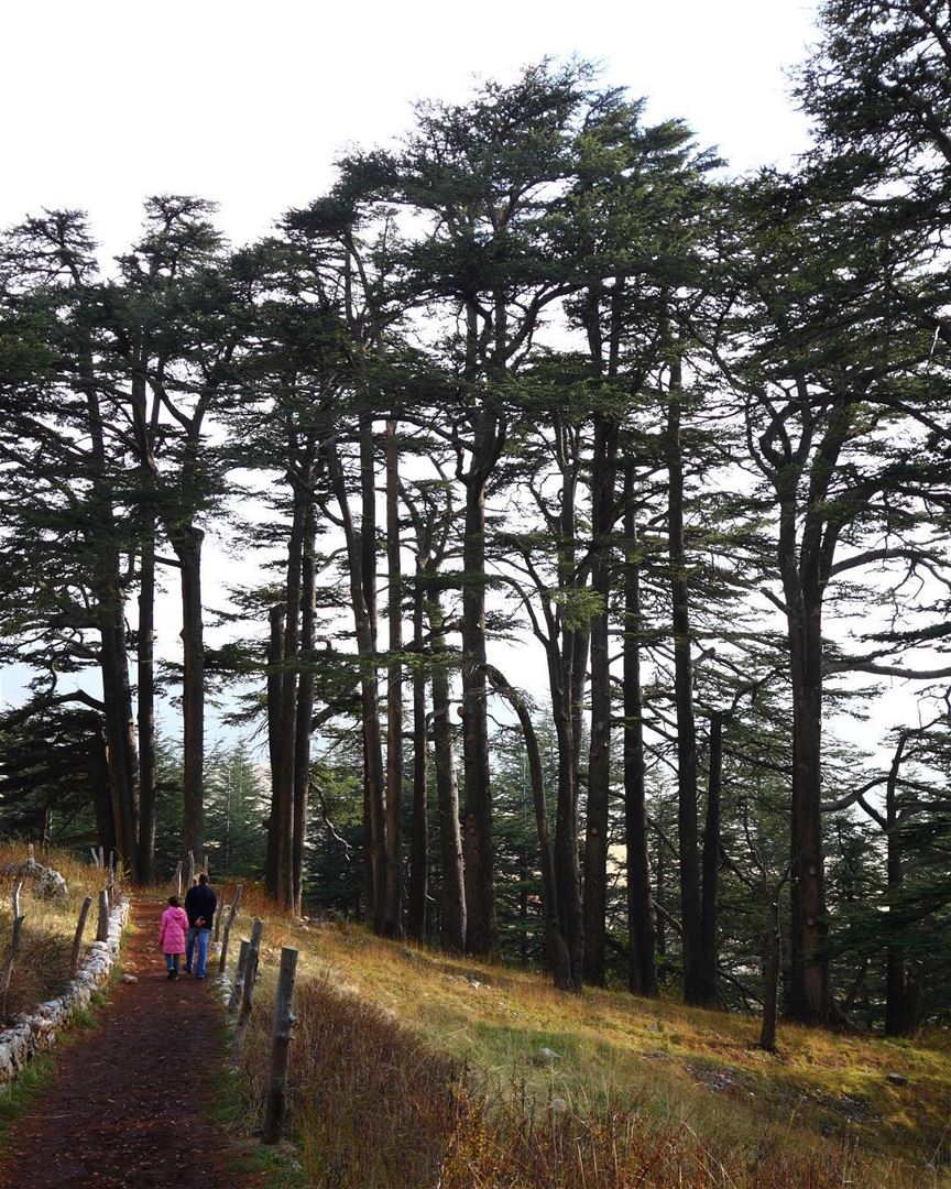 Caminhada matinal pelos milenares cedros do Líbano, também chamados de... (Cedars of God)