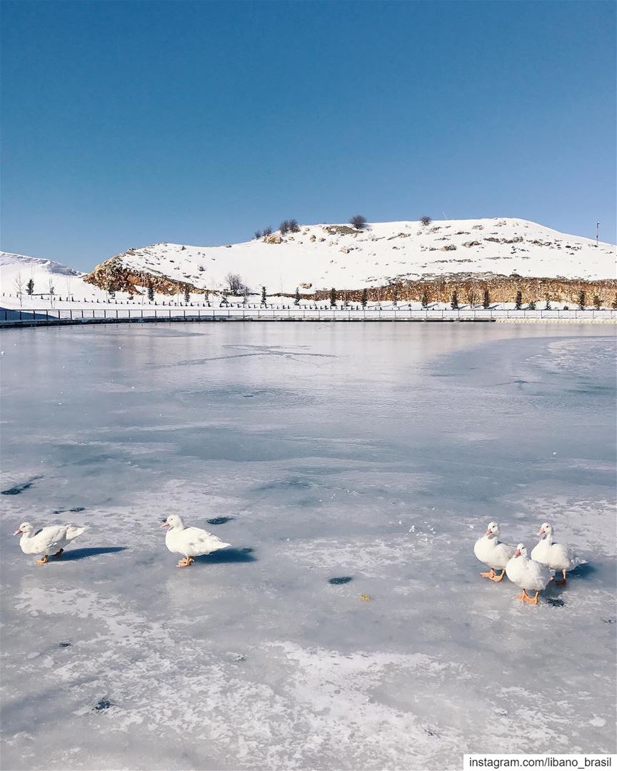 🇱🇧🇧🇷 Caminhando pelo lago congelado. Bela foto do @imuor tirada na... (Zaarour Club)