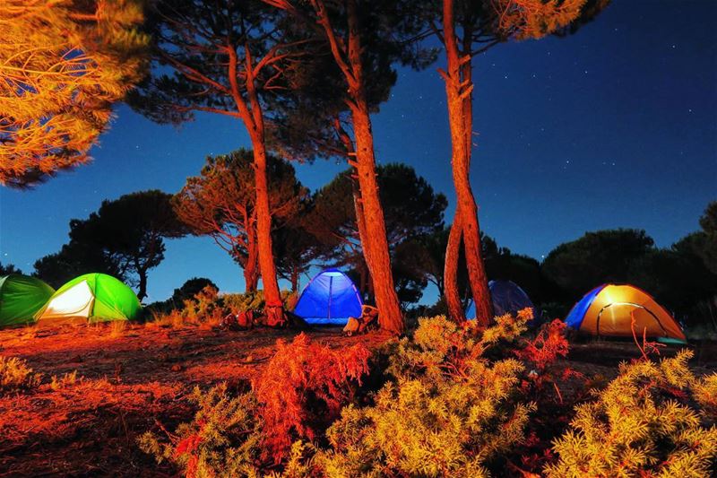  camp  night  pine  trees  tents  fire ...