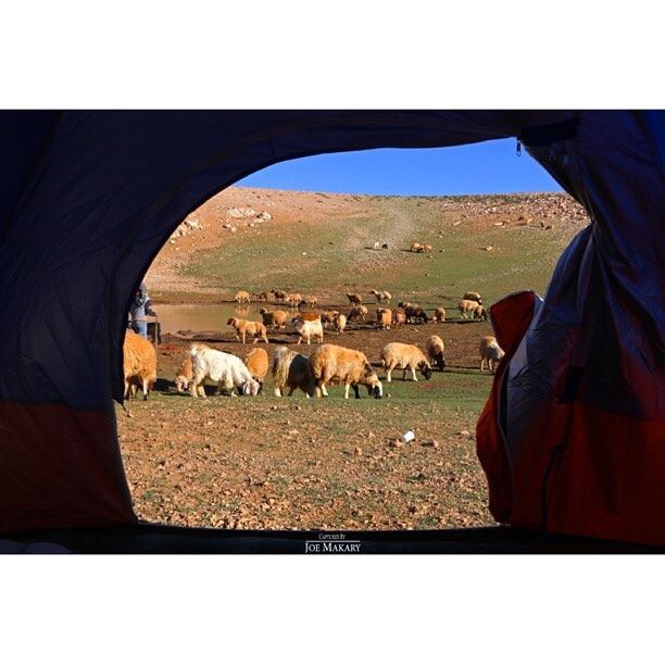  camping  campinglife  sheep  liveloveehden  livelovelebanon ...