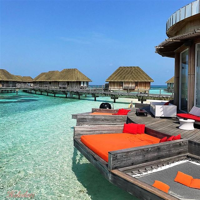 Can't get enough ❤️🐬🐳‏ insta_lebanon whatsuplebanon lebanonspotlights... (Club Med Kani Maldives)