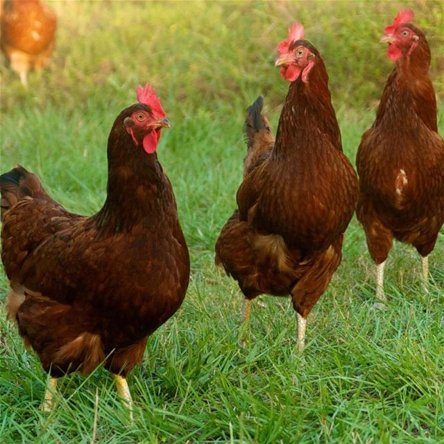Can't wait for the spring season 🐣🐔My lebanon 🇱🇧  mountain  lebanon ... (Lebanon)