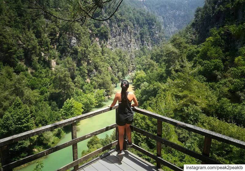 Can't wait to see you again..... (Jabal Moussa Biosphere Reserve)