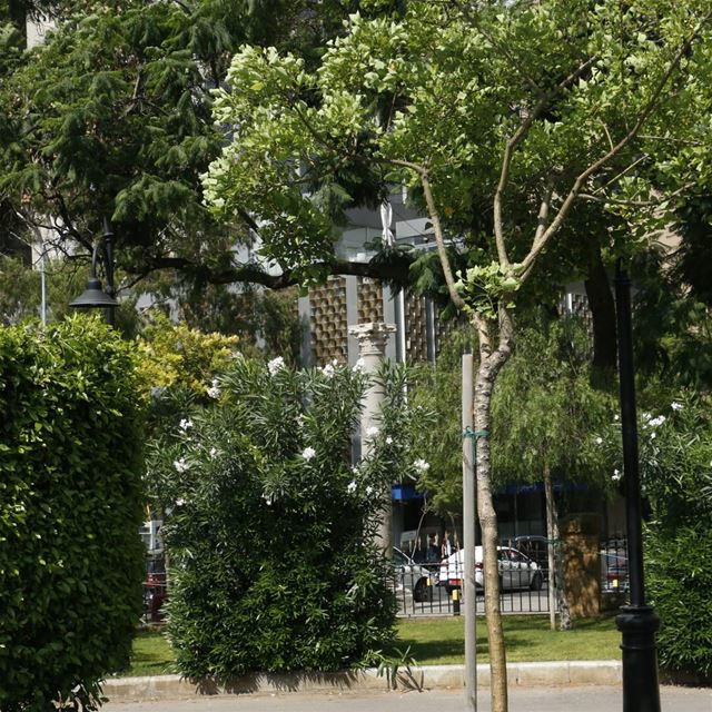 Can u spot history among the trees? romancolumns  hamra  sanayeh ...