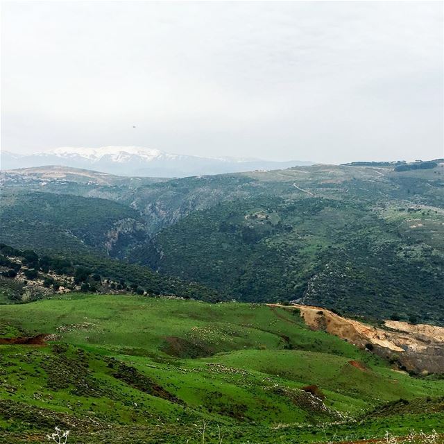 Can u spot those sheeps?!  beautiful_lebanon  livelovelebanon ... (3aychiyeh)