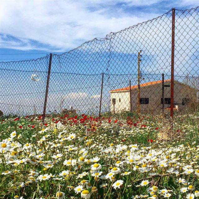 Can words describe the fragrance of the very breath of spring? 🌼Neltje... (Bhamdoûn, Mont-Liban, Lebanon)