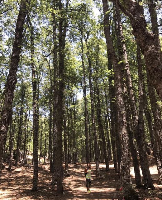 Can you see me in between of this so lovely trees 🤗🔍🌲 trees forest... (غابة العزر-القموعة)