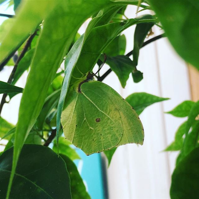 Can you spot the butterfly 🦋?. nature  naturephotography  photoshoot ... (Enfeh)