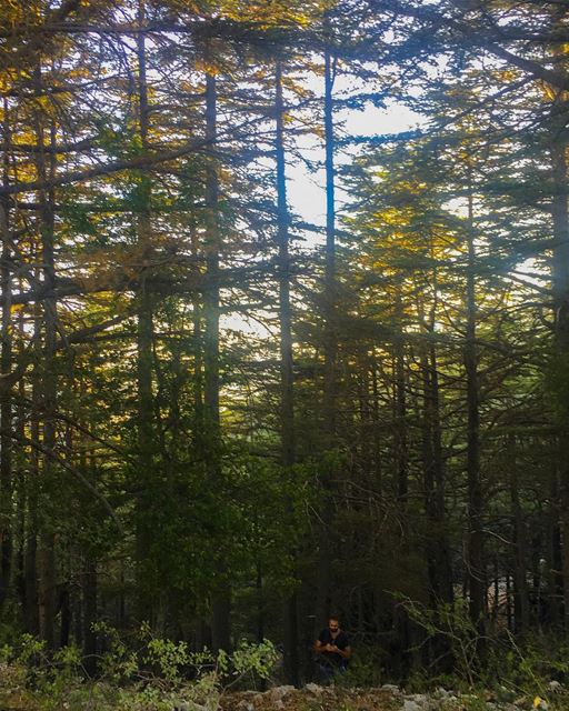 Can you spot the  intruder in this  Cedar  forest ? 🌲 camplife ...