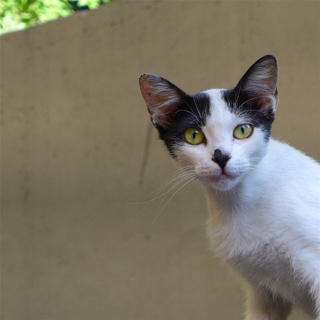 Can you stare into my eyes? 👁👃🏻👁.....  cat  catsofinstagram ... (Hamra, Beyrouth, Lebanon)