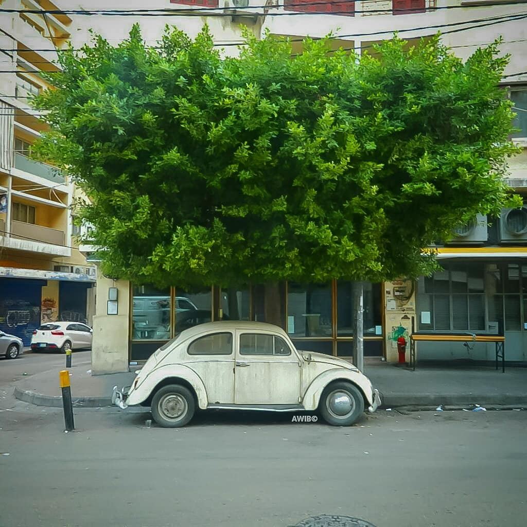  car  old  tree  streetphotography  outdoors  photography  photographer ...
