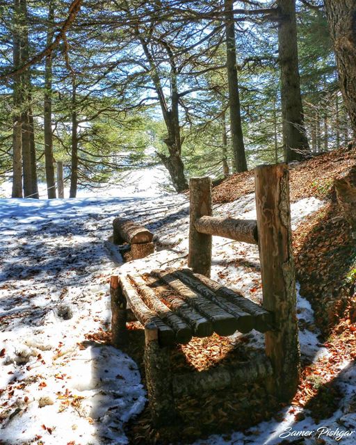 Care to have a seat between the cedars..? Barouk - Lebanon...