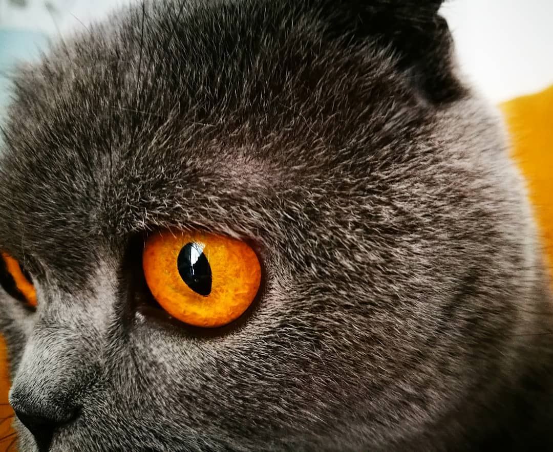cat eyes 💜  lookatthenose 🐈 graycee  scottishfold grey  cat  yellow ...