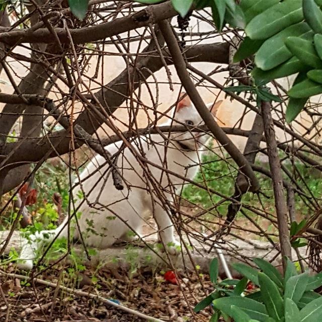  cat  lebanoninapicture  ptk_lebanon  livelovebeirut  insta_lebanon ...