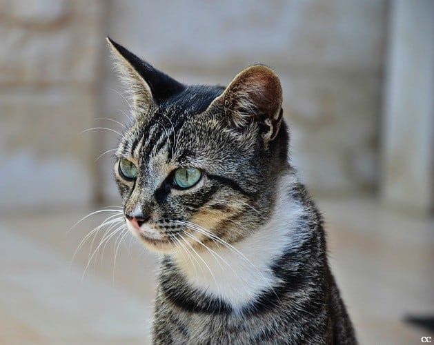  cat  pet  animallovers  animals  picoftheday  livelovelebanon ...