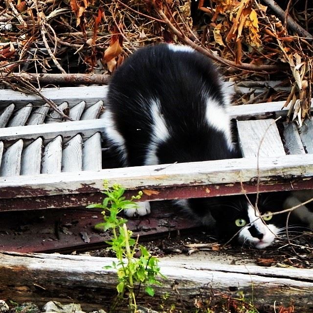  cat  playing  posing  stuck  nature  green  Byblos  Lebanon   @instagram @