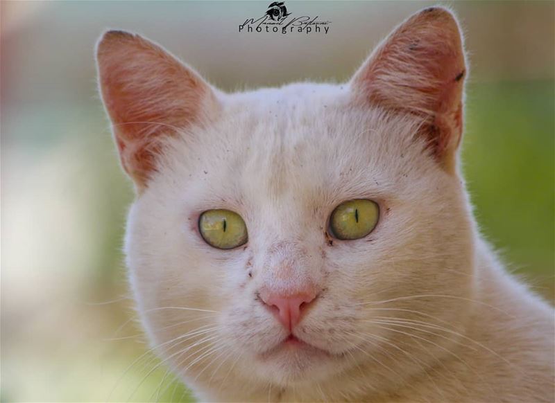 Cat protrait 🐯• • • chouf  shoufreserve  lebanon  beirut ...