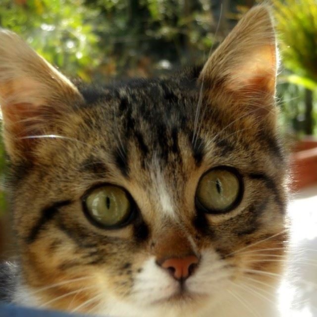  Cat  shot  eyes  cute  kitten  photography  photos  photographer ...
