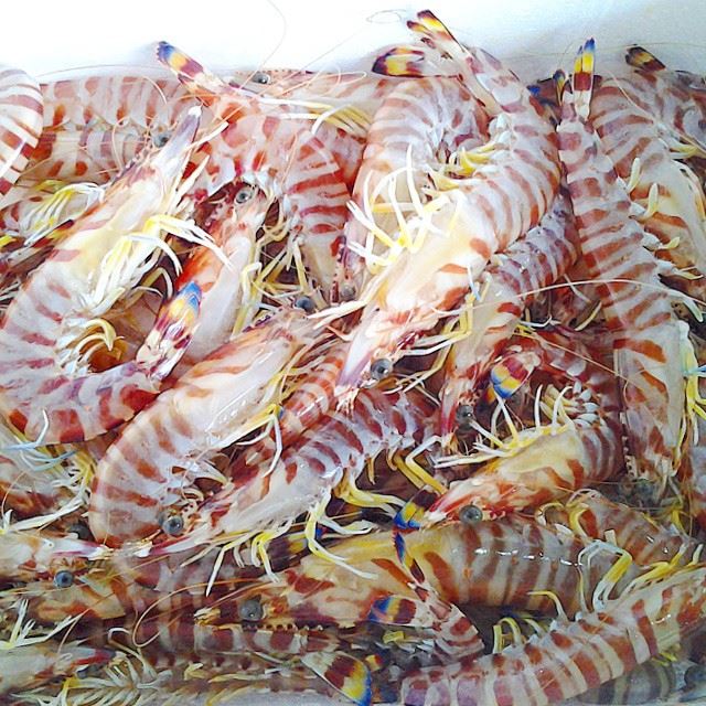 Catch of the day....colorful gambas TripoliLB  Tripoli  ElMina  shrimps ...