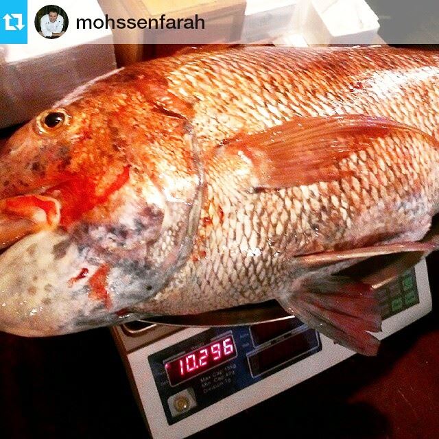 Catch of the day  fresh  fish  redsnapper  fishing fish seafood...