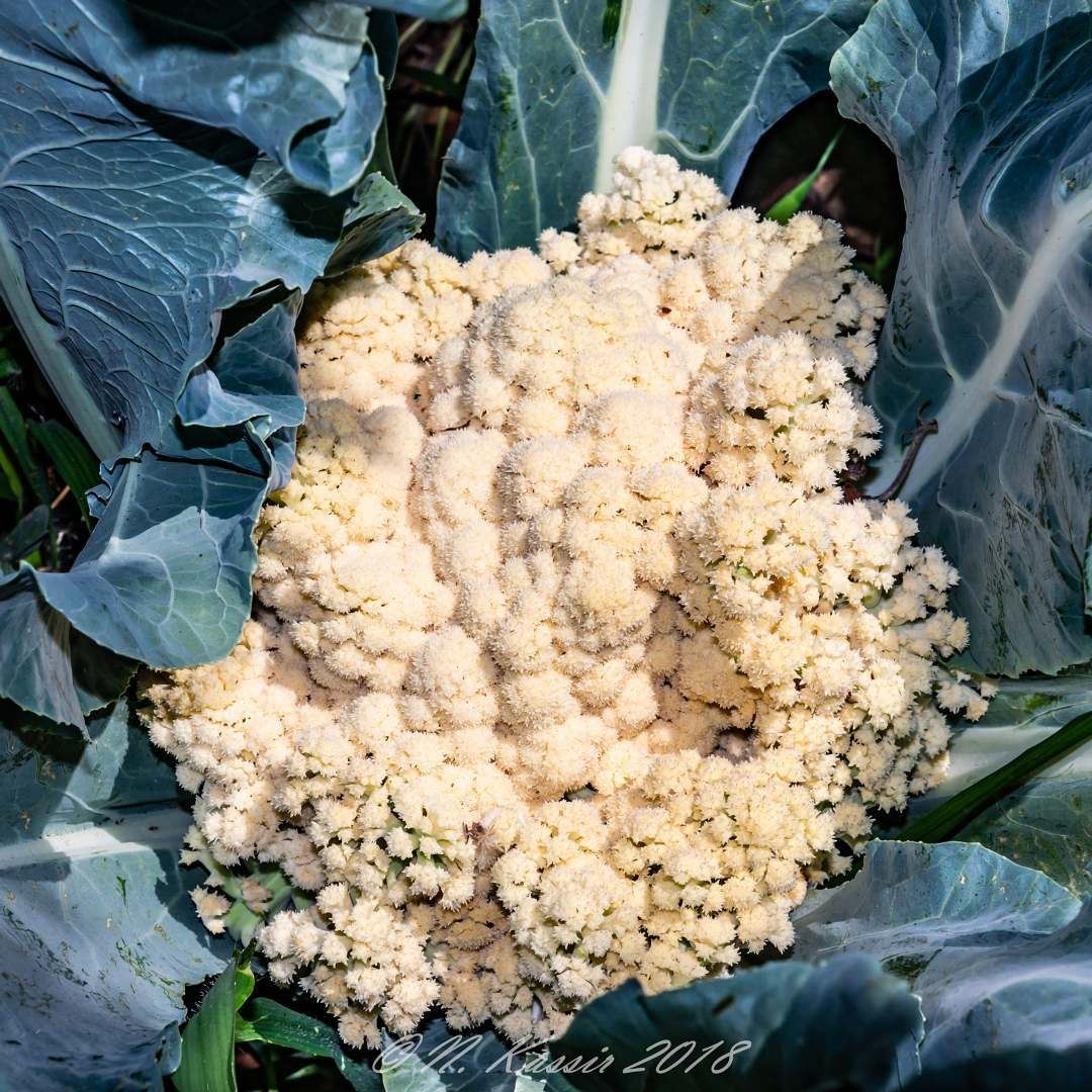  cauliflower  brassicaoleracea  plant  organic  Lebanon  ig_great_shots_me... (Baskinta, Lebanon)
