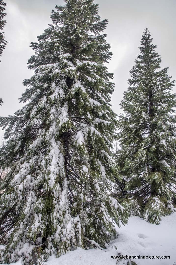 Cedar and Pine Trees Covered in Snow (Laklouk, Lebanon)