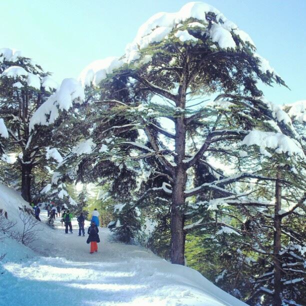  cedar barouk reserve snow tree...