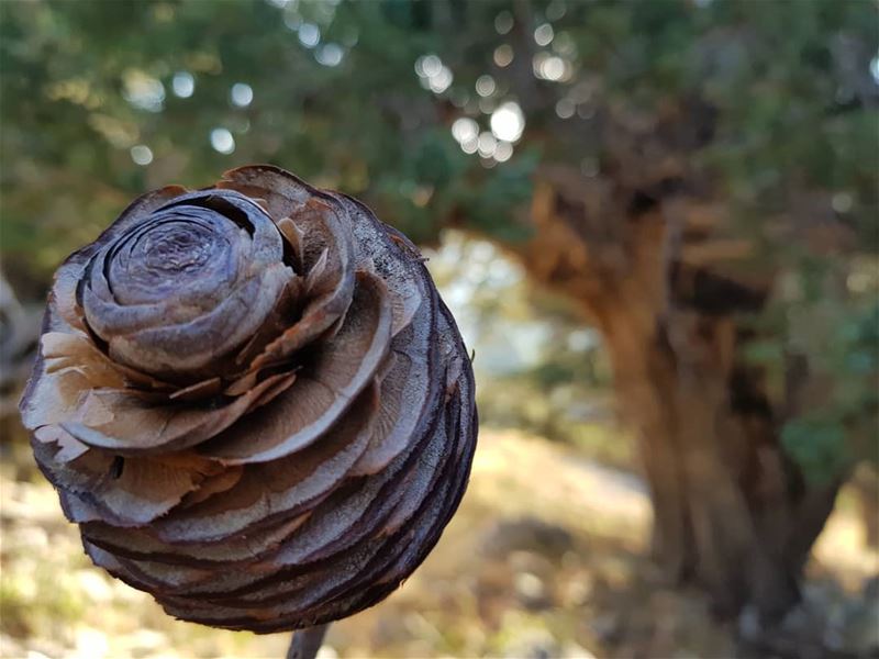 Cedar flower. lebanon  discover  middleeast  amazing  colours  hiking ... (North Governorate)