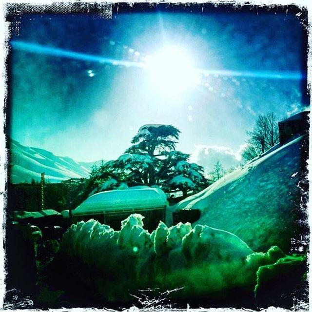 Cedar in the snow 🌲  livelovearz ... (The Cedars of Lebanon)