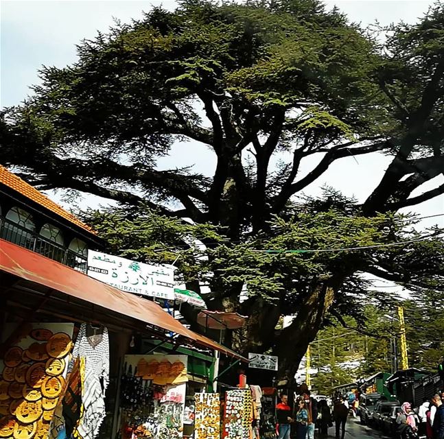  cedar  Lebanon  lebanoninapicture  symboloflebanon ... (Cedars of God)