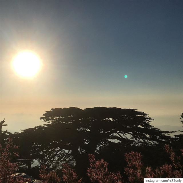  cedar of  lebanon  nofilter at  sunset  shot while driving ... (Al Shouf Cedar Nature Reserve)