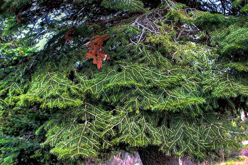 Cedar's Maps ?!! سبحان الله.______________________ cedar  tree ...