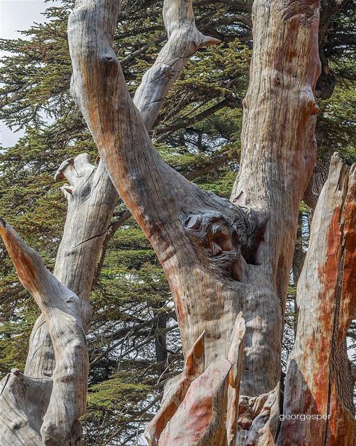 Cedar's Sculpture by Artist @rudyrahme 🇱🇧.... proudlylebanese ... (Cedars Of Lebanon)