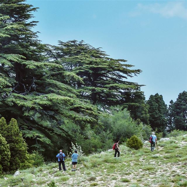  cedar  tree  lebanese  mountains  clouds  sky  photographer  hiking...