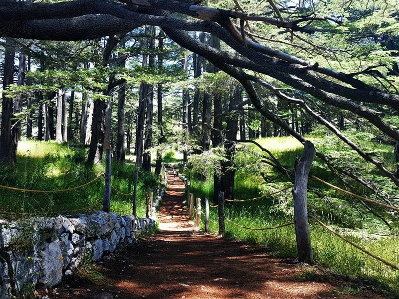  cedarofgod  cedar  bcharre  livelovecedars  livelovebcharre  northlebanon... (Cedars of God)