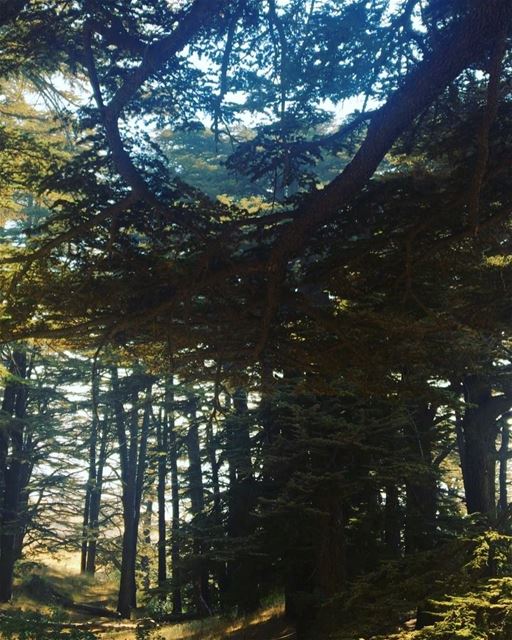  cedars  arz  lebanon  north  visit  tourism  friends  trees  nature ...