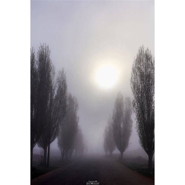  cedars  bcharre  beautifullebanon  fog  clouds  sunset  trees  road ...
