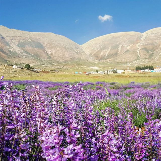  cedars  bloom  plain  mountains  purple  nature  outdoors  livelovecedars...