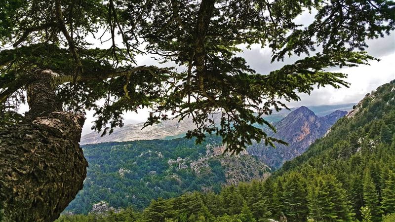 Cedars Cedars Cedars lebanon  amazing  adventure  hiking  outdoors ...